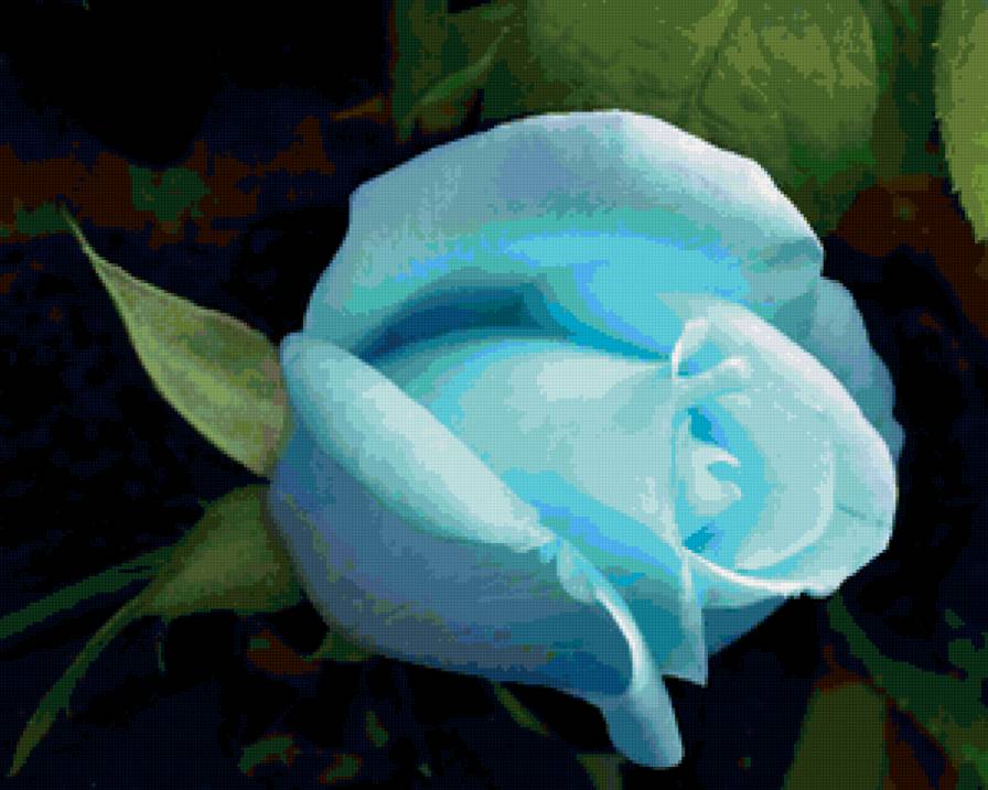 Голубая роза - цветы - предпросмотр