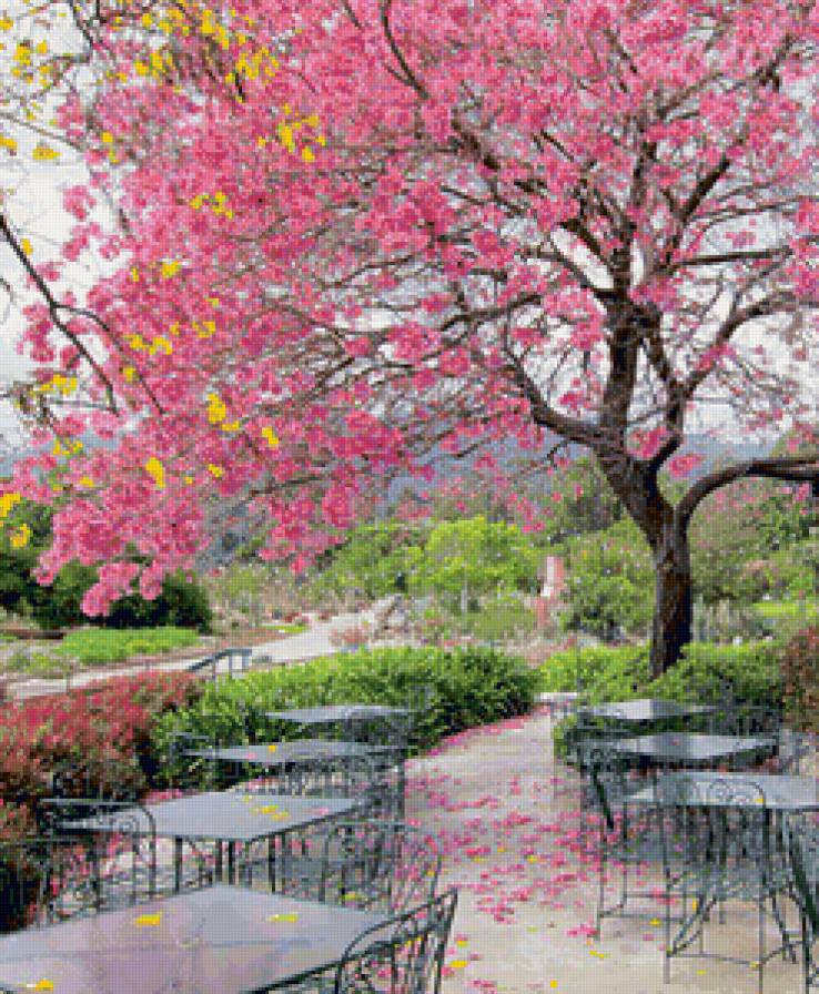 Лос-Анжелес - парк, розовые цветы, столики, дерево, пейзаж - предпросмотр