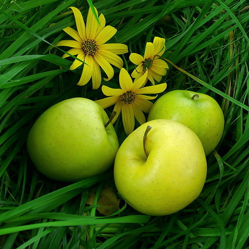 яблоки - цветы, фрукты - оригинал