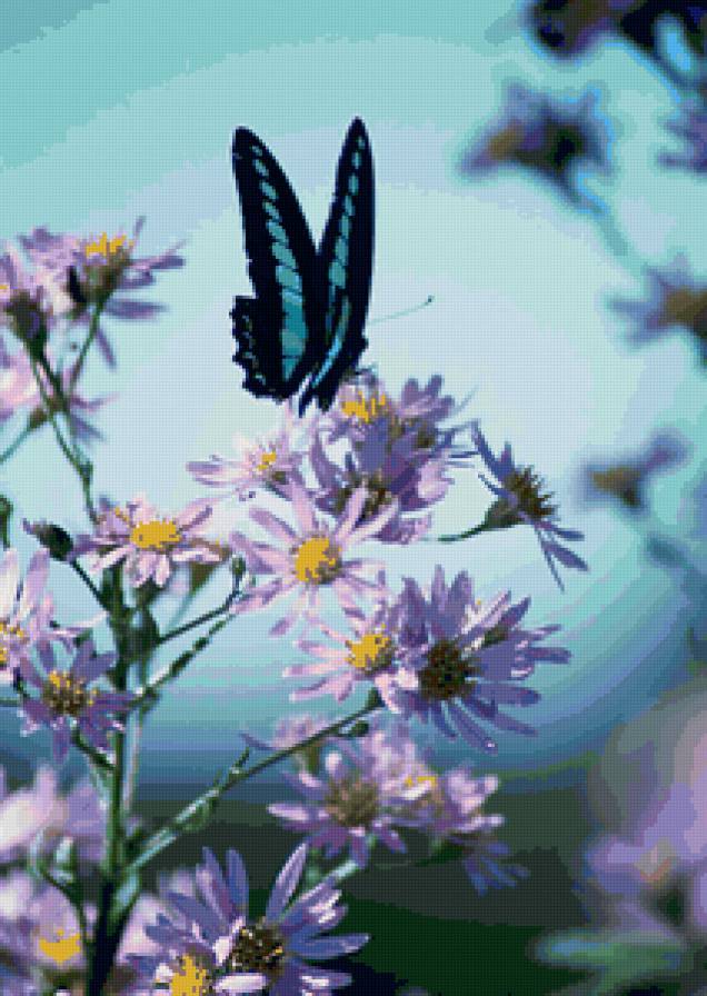 бабочки на ромашках - бабочки, цветы - предпросмотр