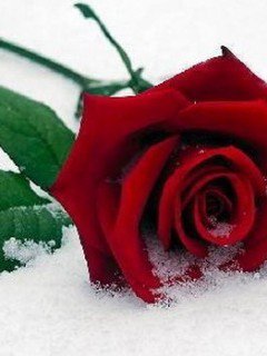 Роза на снегу - роза, цветок - оригинал