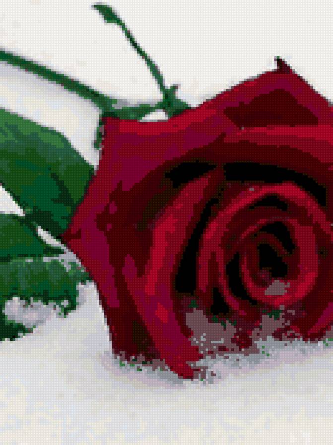 Роза на снегу - роза, цветок - предпросмотр