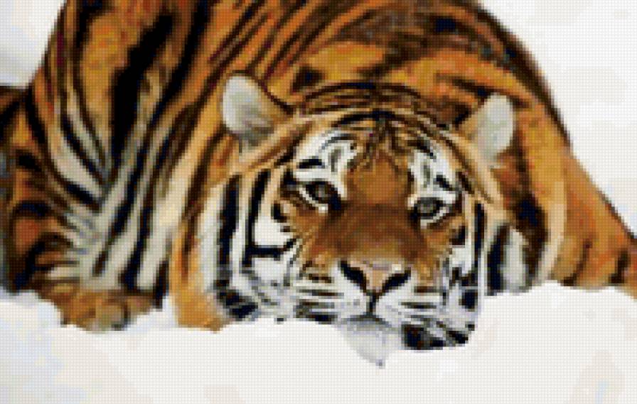 тигр - животное - предпросмотр