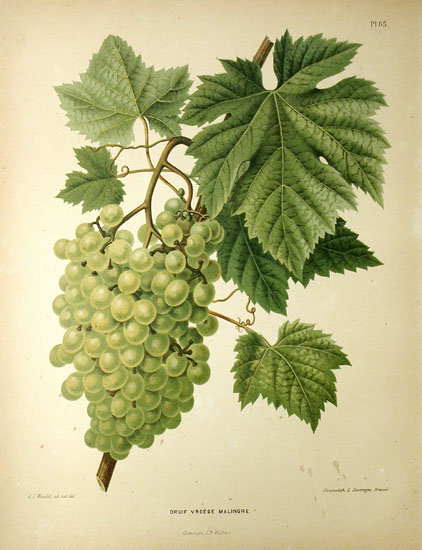 белый виноград - кухня, картина - оригинал