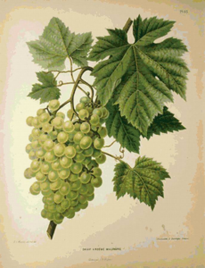 белый виноград - картина, кухня - предпросмотр