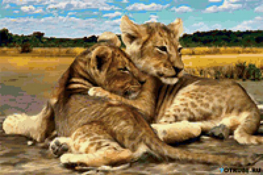 леопарды - животные - предпросмотр