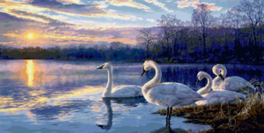 Лебеди на озере - озеро, птицы, лебеди, закат, пейзаж - предпросмотр