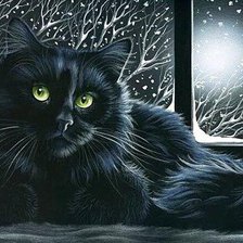 черный кот1
