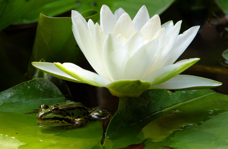 цветок на воде с лягушкой - цветок, цветы - оригинал