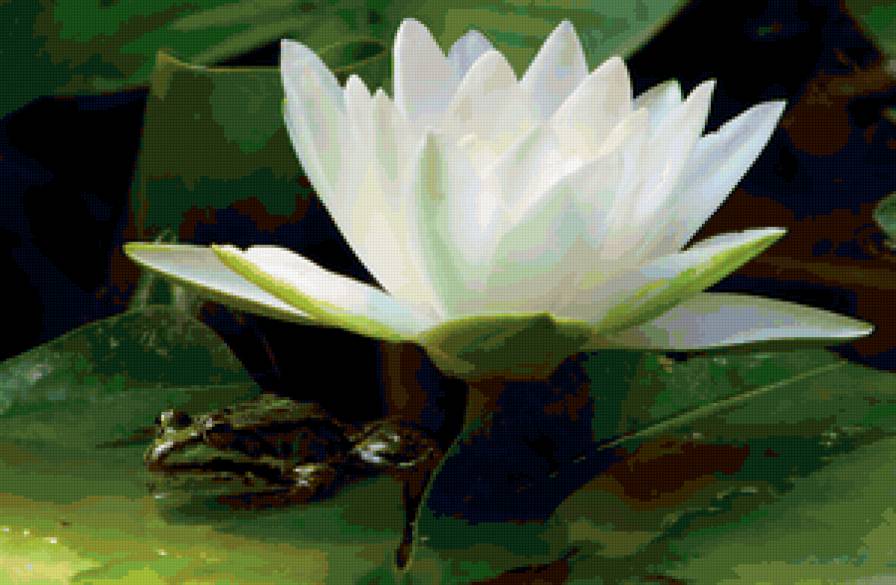 цветок на воде с лягушкой - цветок, цветы - предпросмотр