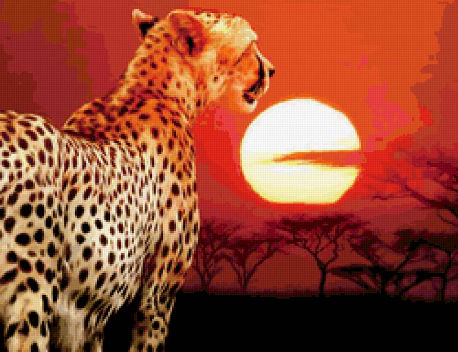 Гепард - саванна, закат, хищные кошки, природа - предпросмотр