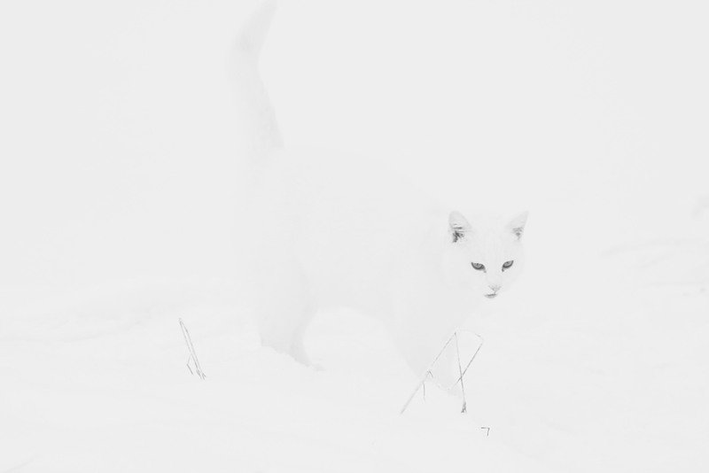 Кошка на снегу - кошки - оригинал