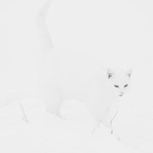 Оригинал схемы вышивки «Кошка на снегу» (№26592)