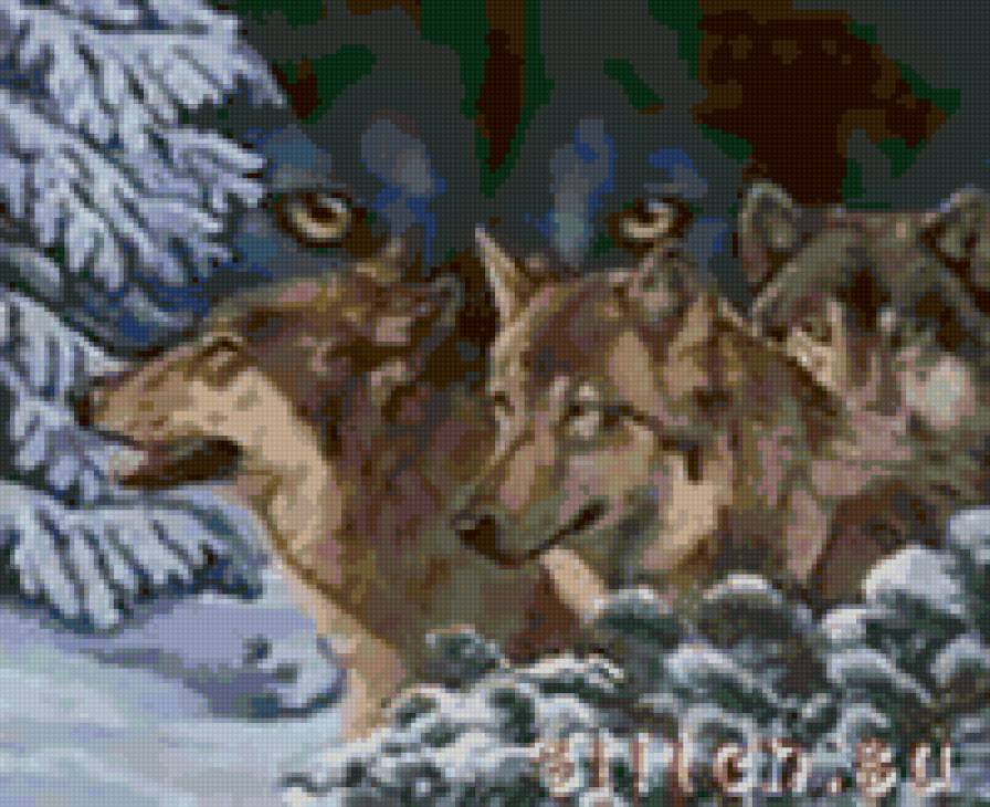 Волчий взгляд - волк - предпросмотр