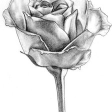 Оригинал схемы вышивки «роза» (№26985)