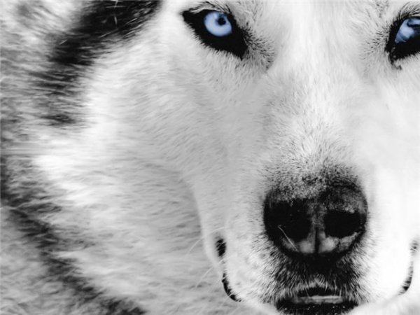 волк - животные, взгляд, глаза, волк - оригинал