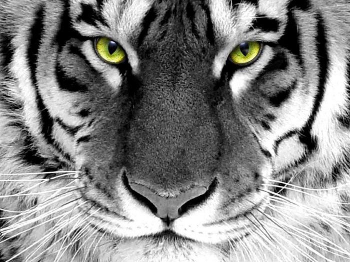 тигр - взгляд, зверь, хищник - оригинал