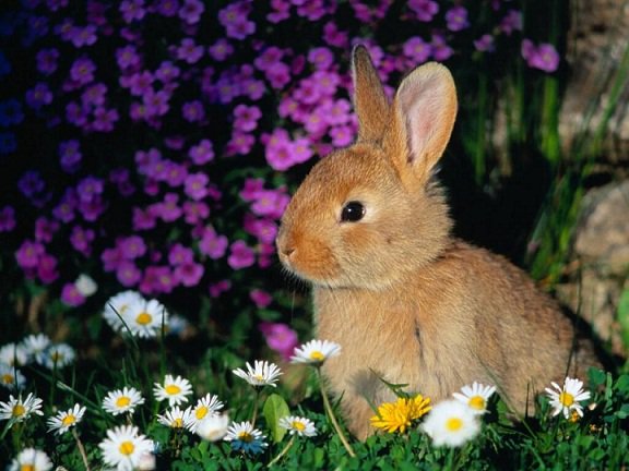 Кролик - животные, кролик, цветы - оригинал