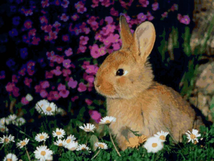 Кролик - животные, цветы, кролик - предпросмотр
