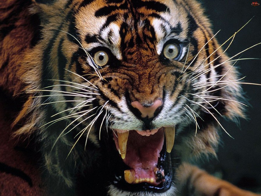 тигр "Не подходи" - животные, тигр - оригинал