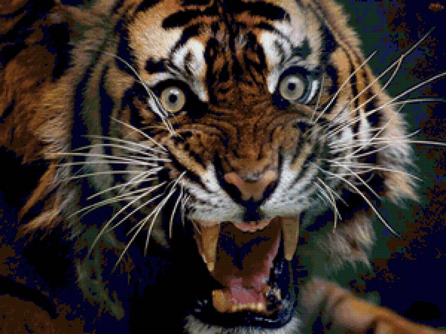 тигр "Не подходи" - тигр, животные - предпросмотр