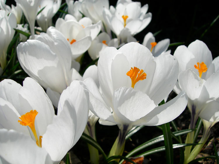 белые цветы - букет, цветы - оригинал