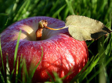 Оригинал схемы вышивки «яблоко на траве» (№28222)