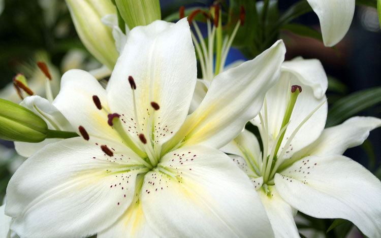 белая лилия - лилия, цветок, цветы - оригинал