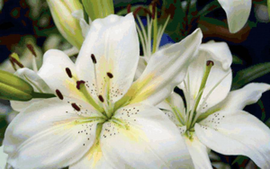 белая лилия - цветок, лилия, цветы - предпросмотр