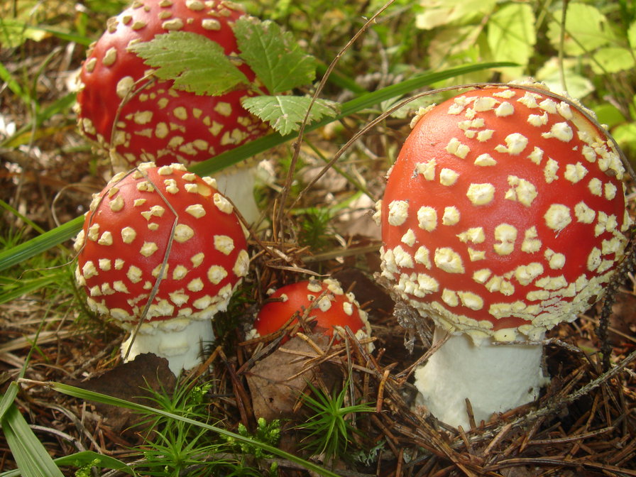 Муxоморы - грибы, осень, грибная пора - оригинал
