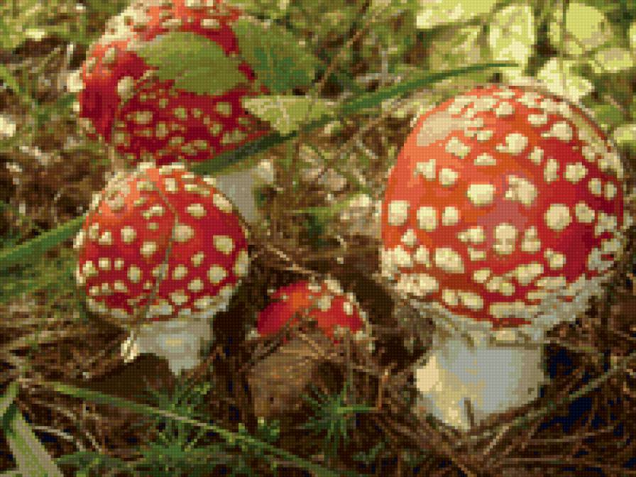 Муxоморы - осень, грибы, грибная пора - предпросмотр