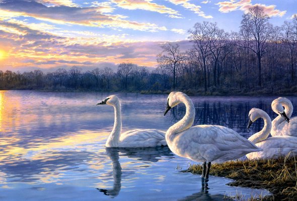 Лебеди - пейзаж, закат, лес, озеро - оригинал