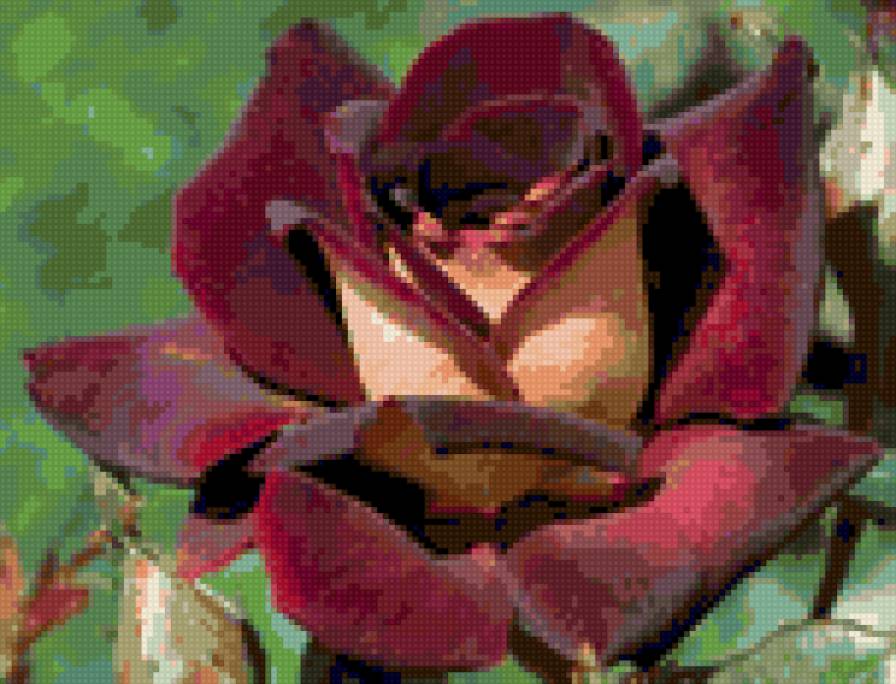 Роза - цветы - предпросмотр