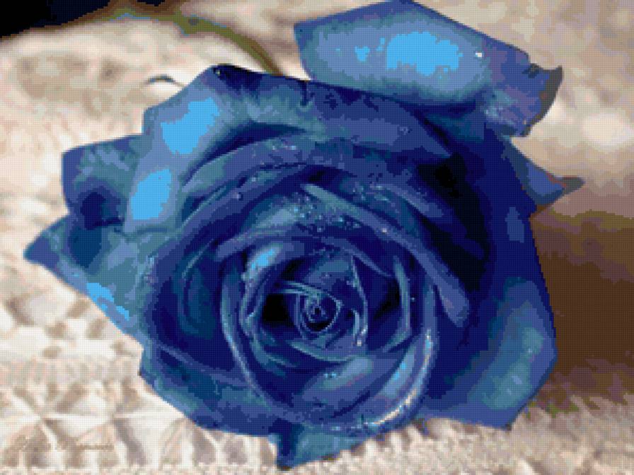Blue rouse - розы, цветы, роза - предпросмотр