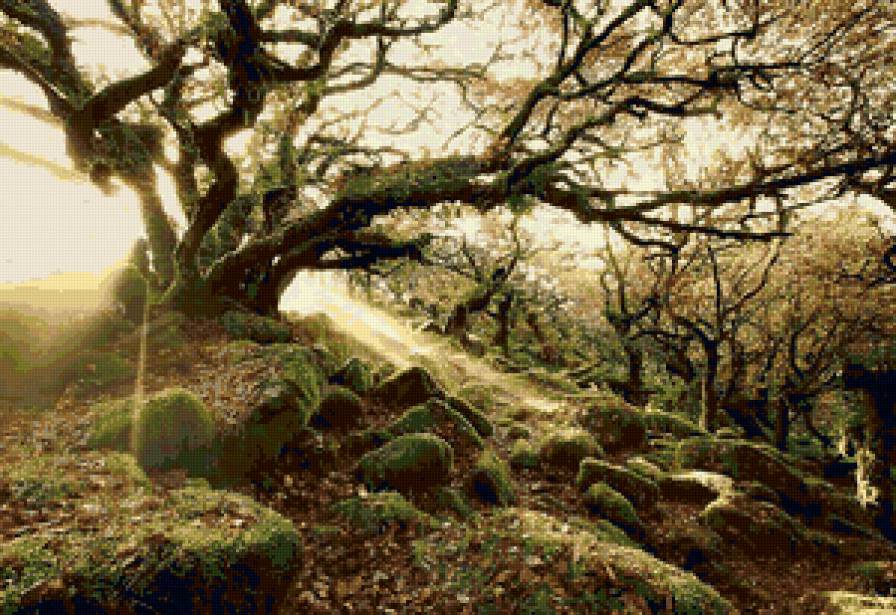 Древний лес Уистман, Англия - лес, англия, дерево - предпросмотр