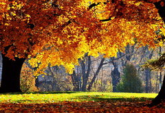 осенний пейзаж - деревья, осень, парк, пейзаж - оригинал