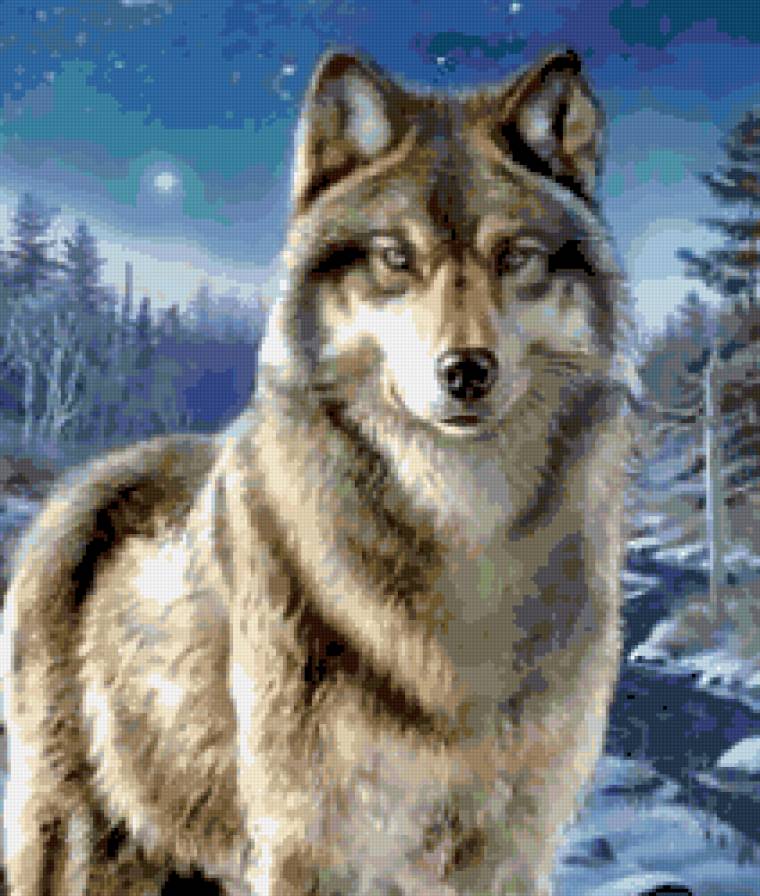 волк - ночь, животные, природа, волк, хищник - предпросмотр