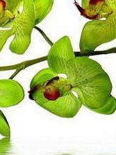 Орхидея 3