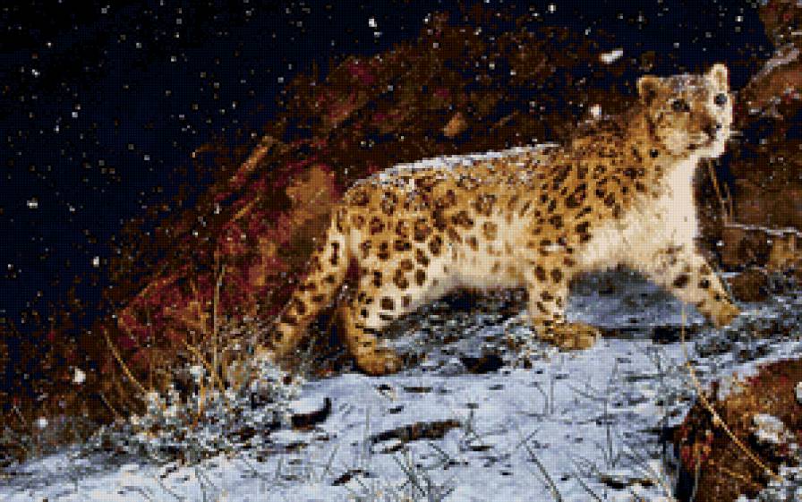 леопард - хищники, животные, леопард, кошки - предпросмотр