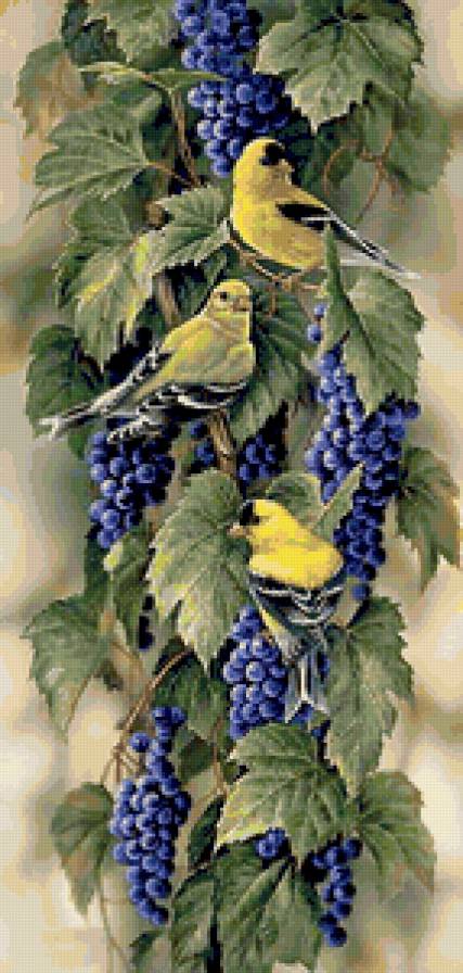 Желтые птички - птицы - предпросмотр