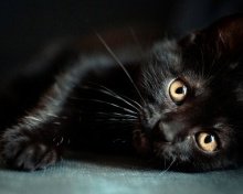 Черная кошка - черная кошка - оригинал