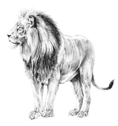 лев - лев, животные, хищник, львенок, львица - оригинал