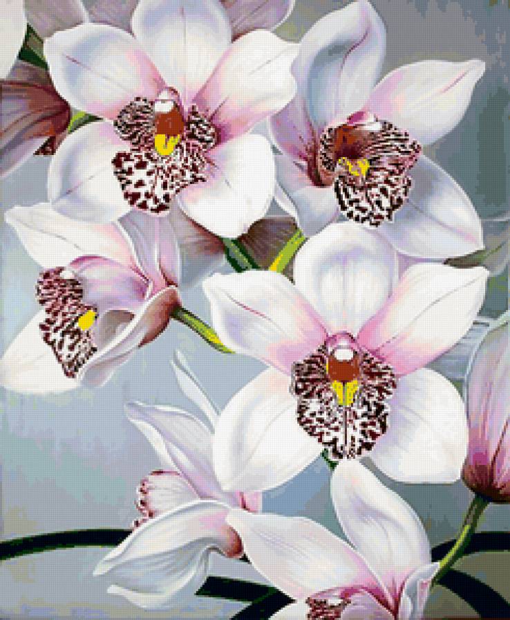 Орхидеи - цветы, орхидеи, букет - предпросмотр