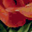 Предпросмотр схемы вышивки «розы» (№30707)