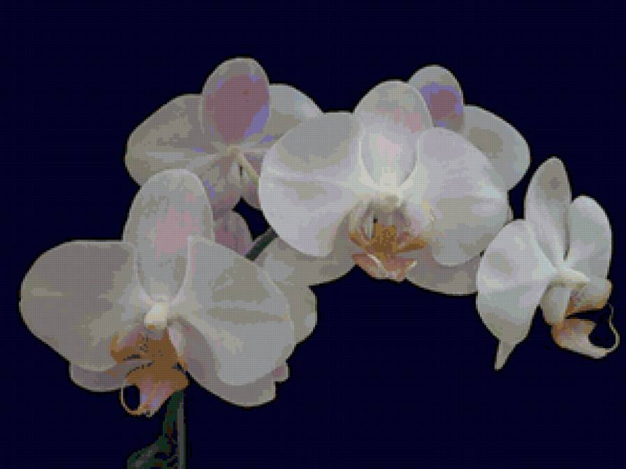 орхидеи - орхидеи, цветы - предпросмотр