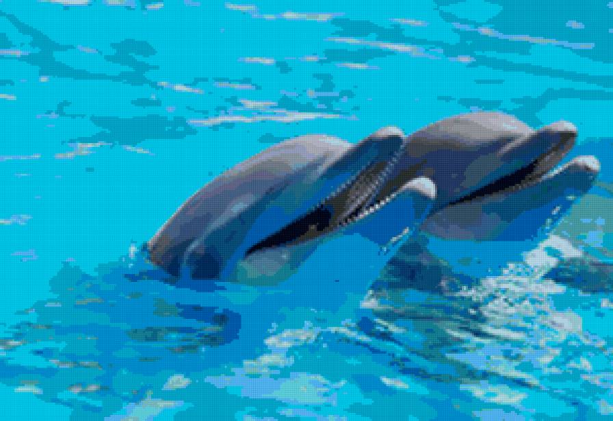 дельфины - фауна, дельфины, животный мир - предпросмотр