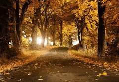 золотая осень - лес, осень, парк - оригинал