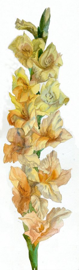 №31196 - гладиолусы, цветы - оригинал