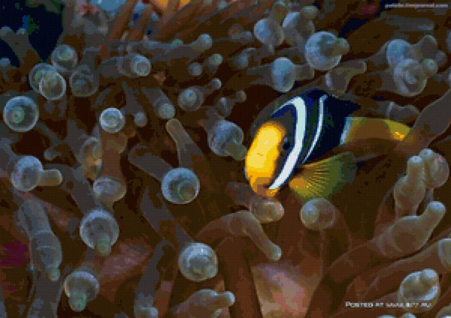 подводный мир - море, рыбы - предпросмотр