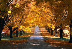 золотая осень - деревья, лес, осень, парк, природа - оригинал